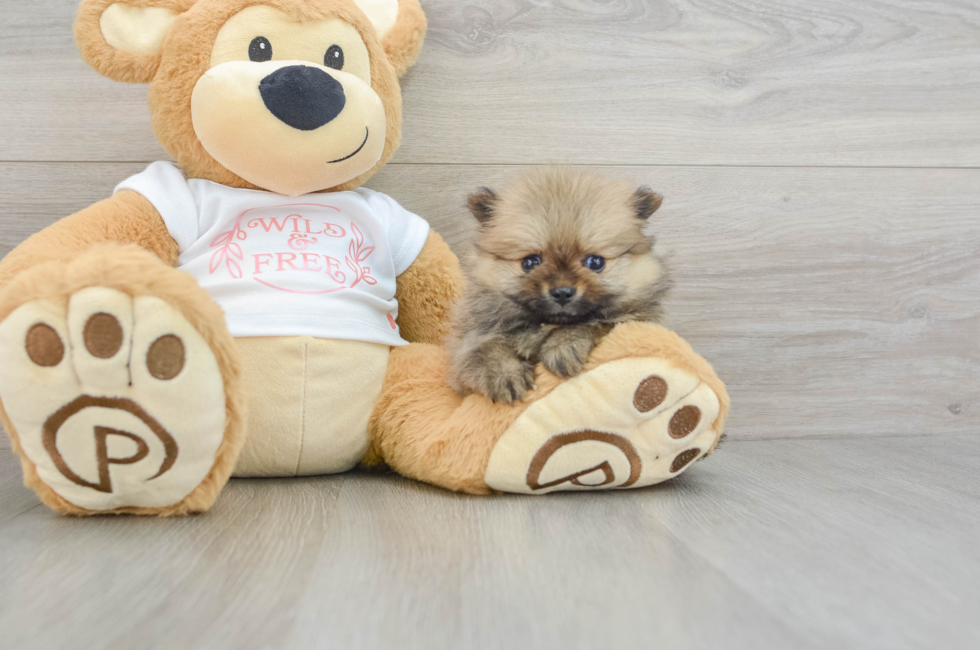 5 week old Pomeranian Puppy For Sale - Florida Fur Babies