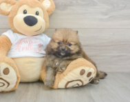 7 week old Pomeranian Puppy For Sale - Florida Fur Babies
