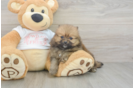 Best Pomeranian Baby