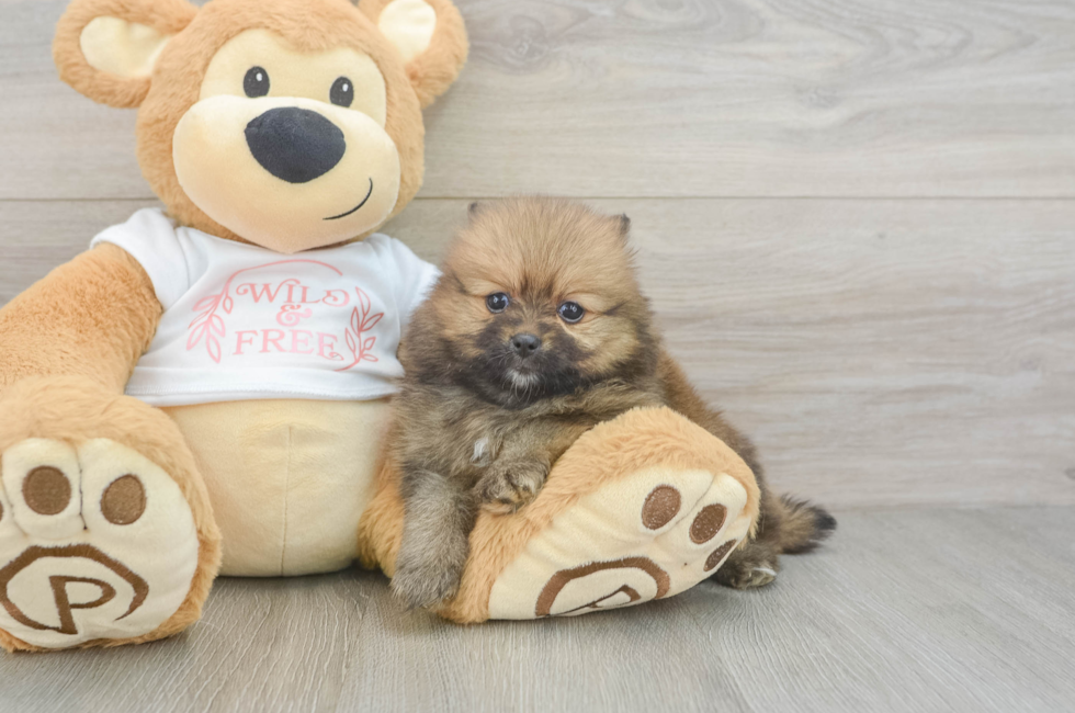 5 week old Pomeranian Puppy For Sale - Florida Fur Babies