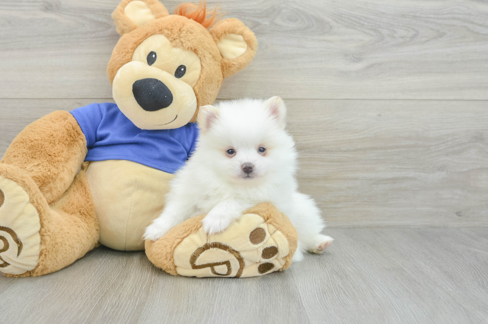 5 week old Pomeranian Puppy For Sale - Florida Fur Babies