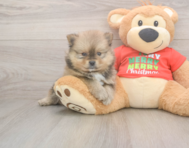 7 week old Pomeranian Puppy For Sale - Florida Fur Babies