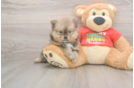 Small Pomeranian Purebred Pup