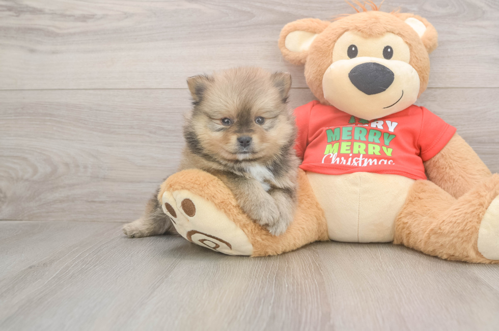 5 week old Pomeranian Puppy For Sale - Florida Fur Babies