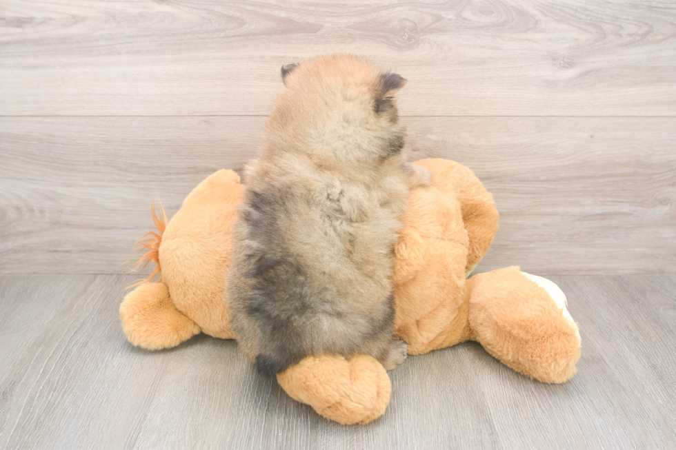 Akc Registered Pomeranian Baby