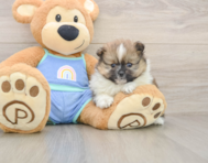 7 week old Pomeranian Puppy For Sale - Florida Fur Babies