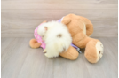 Pomeranian Puppy for Adoption