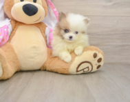 9 week old Pomeranian Puppy For Sale - Florida Fur Babies