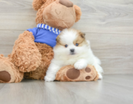 8 week old Pomeranian Puppy For Sale - Florida Fur Babies