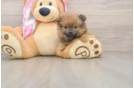 Funny Pomeranian Baby