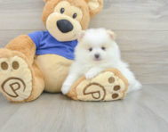 7 week old Pomeranian Puppy For Sale - Florida Fur Babies