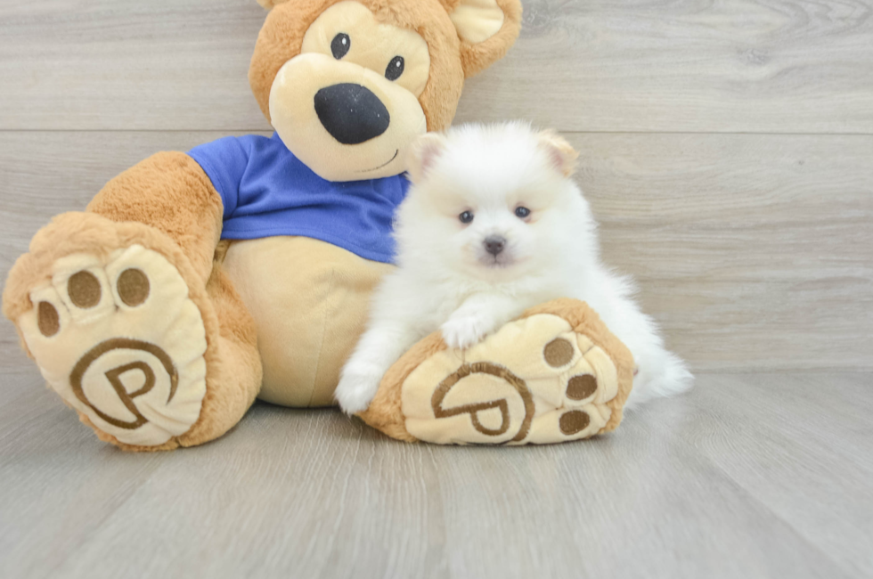 5 week old Pomeranian Puppy For Sale - Florida Fur Babies