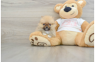 Playful Pomeranian Baby