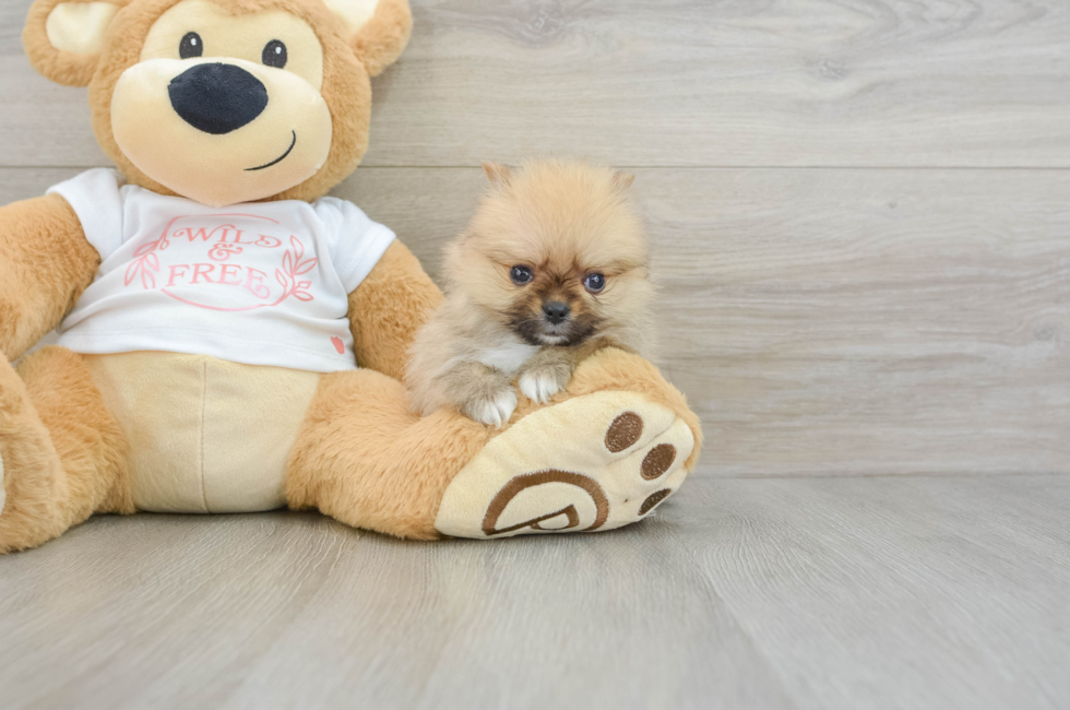 5 week old Pomeranian Puppy For Sale - Florida Fur Babies