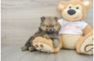 Pomeranian Pup Being Cute