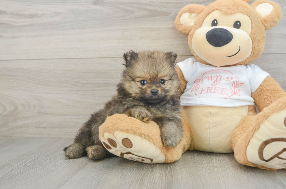 5 week old Pomeranian Puppy For Sale - Florida Fur Babies