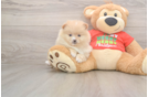 Pomeranian Pup Being Cute