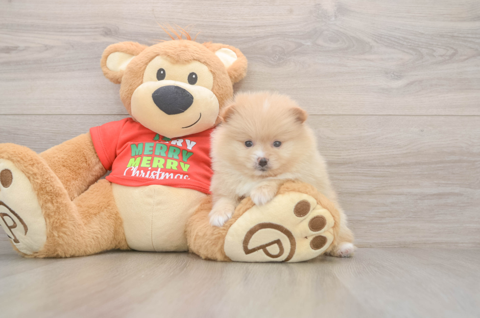 5 week old Pomeranian Puppy For Sale - Florida Fur Babies