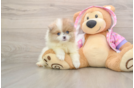 Best Pomeranian Baby