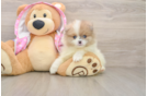 Adorable Loulou Purebred Puppy