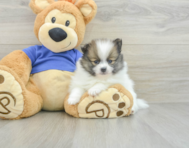 7 week old Pomeranian Puppy For Sale - Florida Fur Babies