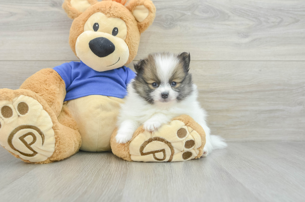 5 week old Pomeranian Puppy For Sale - Florida Fur Babies