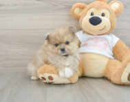 8 week old Pomeranian Puppy For Sale - Florida Fur Babies