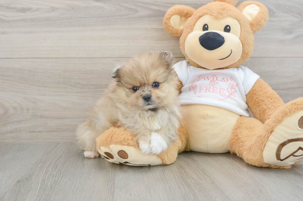 6 week old Pomeranian Puppy For Sale - Florida Fur Babies