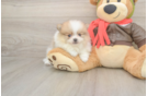 Meet Dax - our Pomeranian Puppy Photo  2/3 - Florida Fur Babies Pomeranian Pup Being Cute
