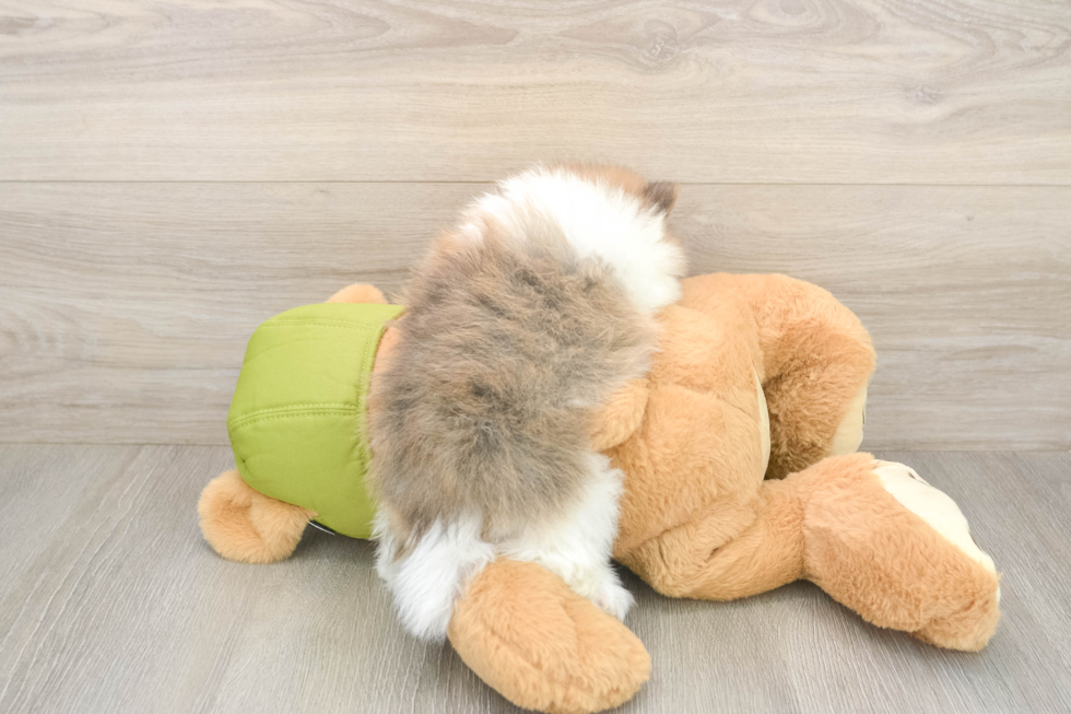 Meet Dax - our Pomeranian Puppy Photo  3/3 - Florida Fur Babies Little Pomeranian Purebred Pup