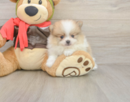 8 week old Pomeranian Puppy For Sale - Florida Fur Babies