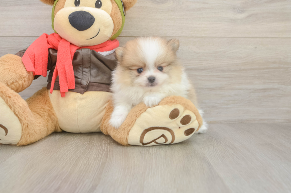 5 week old Pomeranian Puppy For Sale - Florida Fur Babies