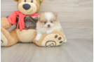 Meet Dax - our Pomeranian Puppy Photo  1/3 - Florida Fur Babies Hypoallergenic Pomeranian Purebred Pup