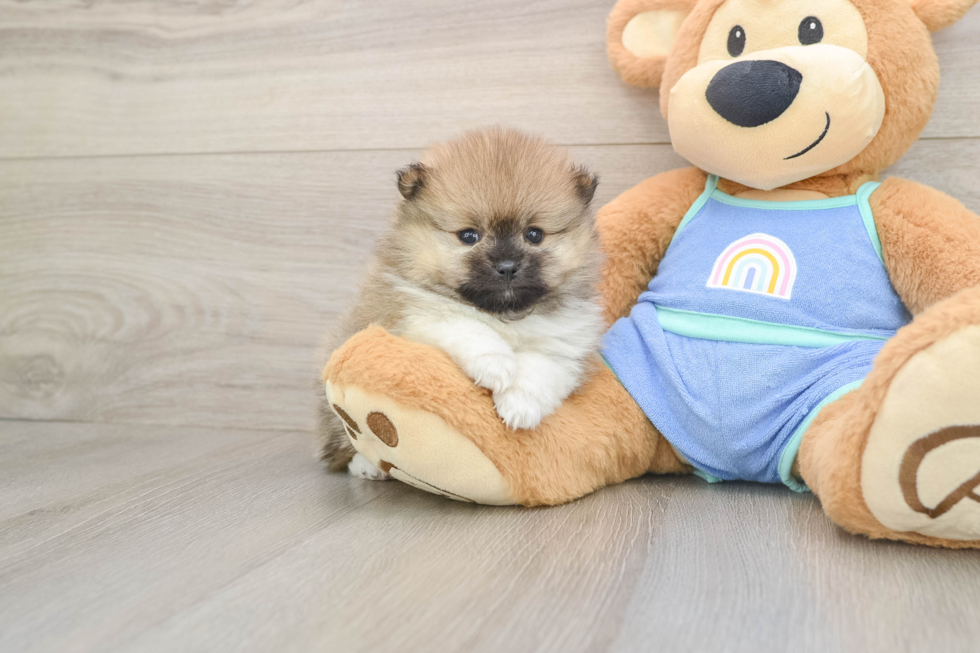 Pomeranian Pup Being Cute
