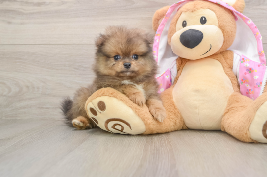 DAX, a Pomeranian littermate
