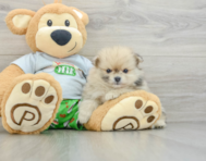 7 week old Pomeranian Puppy For Sale - Florida Fur Babies