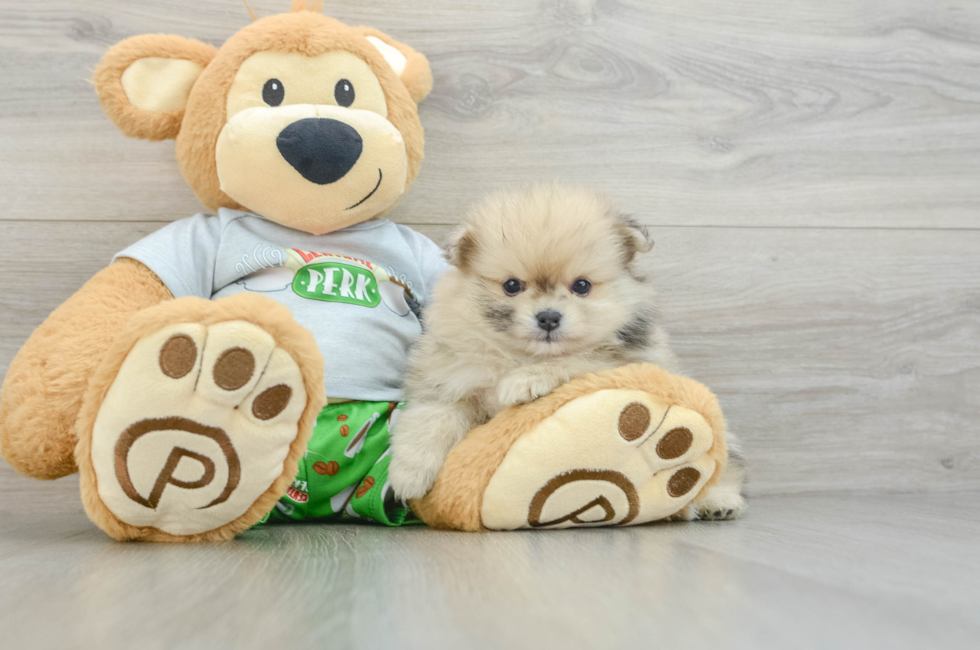 7 week old Pomeranian Puppy For Sale - Florida Fur Babies