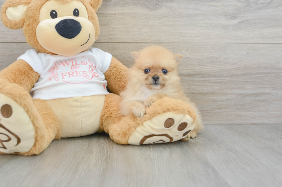 Petite Pom Dog Purebred Puppy