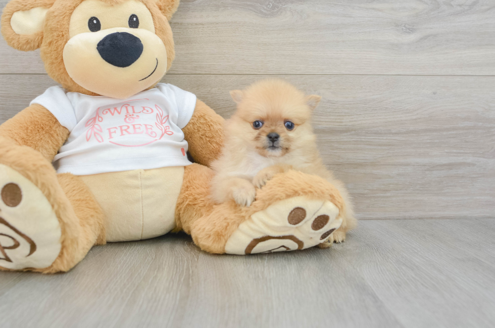 5 week old Pomeranian Puppy For Sale - Florida Fur Babies