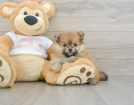 8 week old Pomeranian Puppy For Sale - Florida Fur Babies