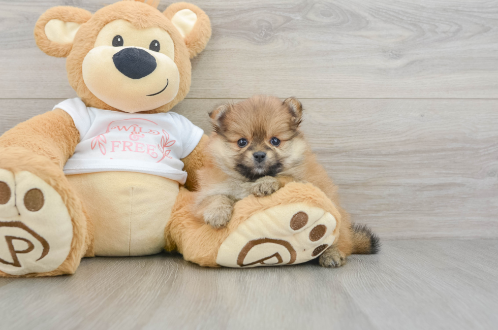 6 week old Pomeranian Puppy For Sale - Florida Fur Babies