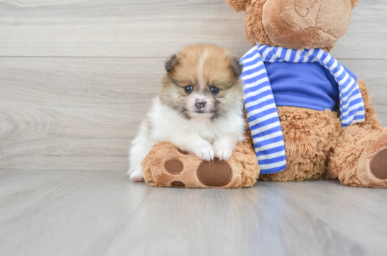 Shih Pom Puppies for Sale - Florida Fur Babies