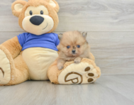 8 week old Pomeranian Puppy For Sale - Florida Fur Babies