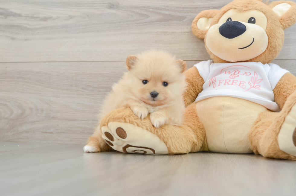 6 week old Pomeranian Puppy For Sale - Florida Fur Babies