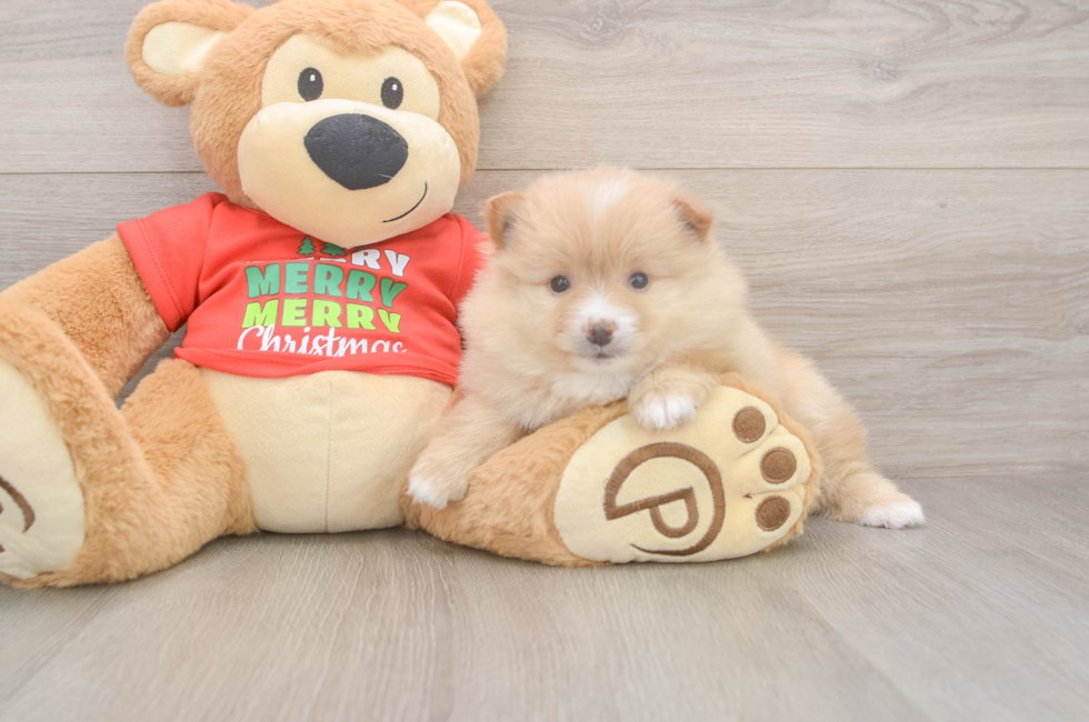 5 week old Pomeranian Puppy For Sale - Florida Fur Babies
