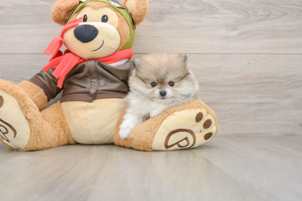 Best Pomeranian Baby