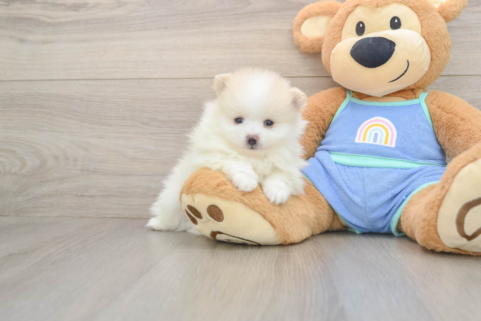 Friendly Pomeranian Purebred Pup