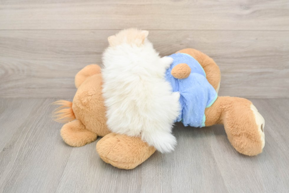 Little Pomeranian Purebred Pup