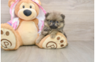 Best Pomeranian Baby