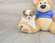 8 week old Pomeranian Puppy For Sale - Florida Fur Babies